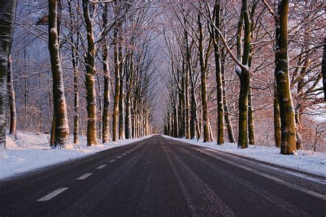 Royalty Free Photo Road In The Winter With Trees And Snow In Forest