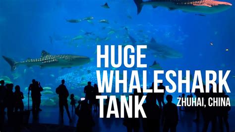 Huge Whale Shark Aquarium Liuhua Chimelong Aquarium China Youtube