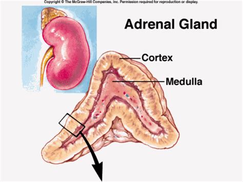 Histology Adrenal Gland Al Tikiriti Flashcards Quizlet