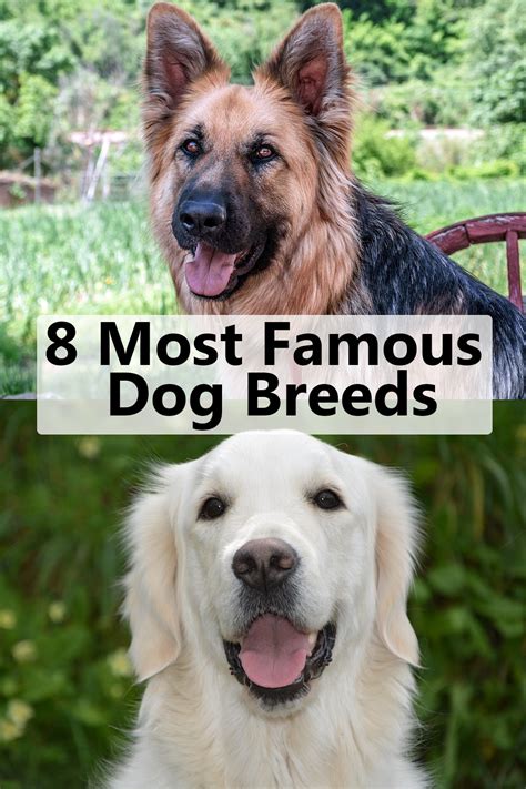 Famous Dog Breeds With Pictures Lema