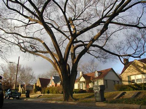 Depending on the size of the trimmed. Tree Service Pictures | San Antonio Tree Surgeons - Part 2