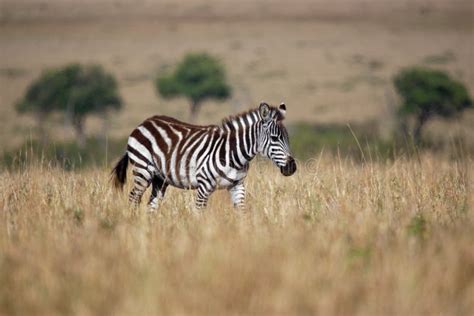 Plains Zebra Equus Quagga Formerly Equus Burchellii Also Common