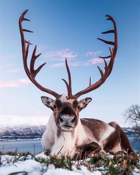 🔥 A Reindeer In Norway Ready For Christmas 🔥 R Natureisfuckinglit