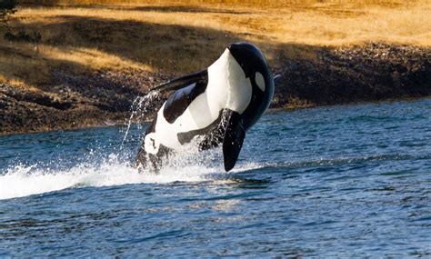 Orca Killer Whale Hd Wallpapers Download