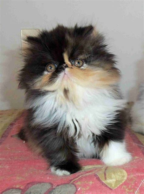 Cica Very Cute Calico Fluffy Kitten Cat Kitten Cute Catface