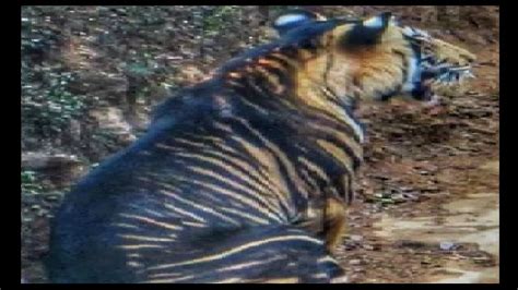 Rare Melanistic Tiger Found Dead In Simlipal Of Odisha