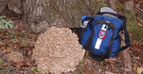 Mid Missouri Morels And Mushrooms Fall Mushroom Class And Foray