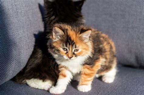 Calico Cat Breeds Calico Cat Facts Petstime