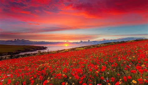 Poppy Field At Sunset Field Poppies Red Fiery Flowers Bonito Sky