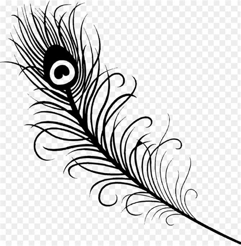A Black And White Peacock Feather With Swirls On It S Tail Clipart