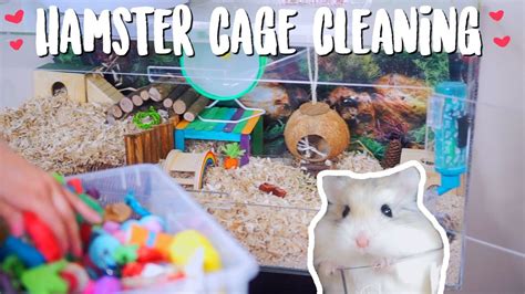 Hamster Cage Cleaning Roborovski Hamster Youtube