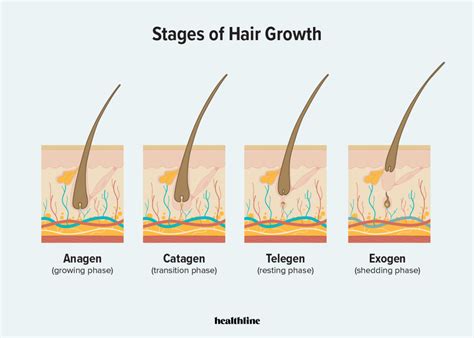 Stages Of Hair A Hair Care Guide For Everyone