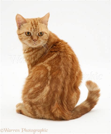 Image 13236 British Shorthair Red Tabby Cat Looking Round White