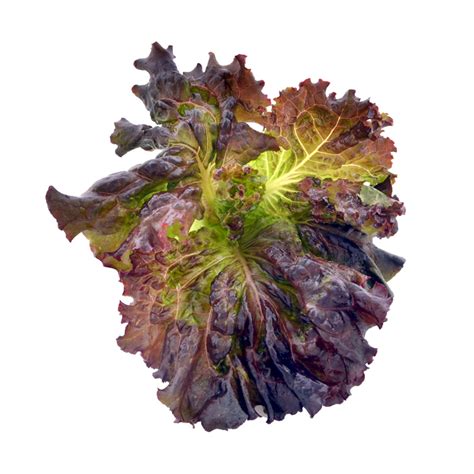 Red Leaf Lettuce Health Benefits And Nutritional Value