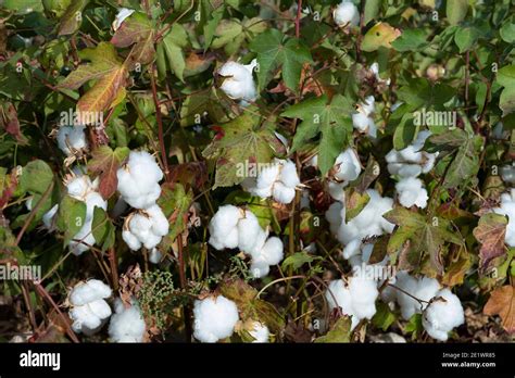 Cotton Plant India High Resolution Stock Photography And Images Alamy