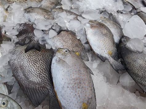 Wisata kuliner khas batam kali ini adalah fresh seafood khas batam. Jajan Seafood di Bontang, Berkenalan dengan Sambal Gami ...