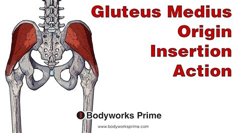 Gluteus Medius Anatomy Origin Insertion And Action Youtube
