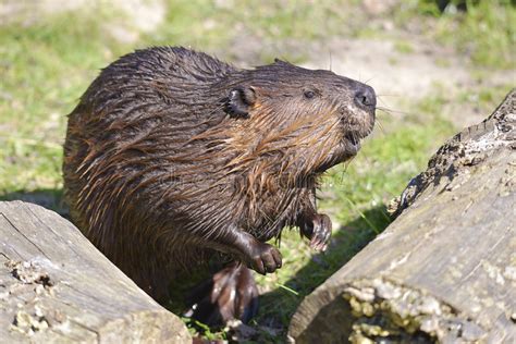 North American Beaver Eating Apple Stock Photo Image Of America