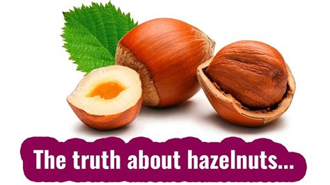 Hazelnut Benefits And Side Effects You Should Know That Youtube