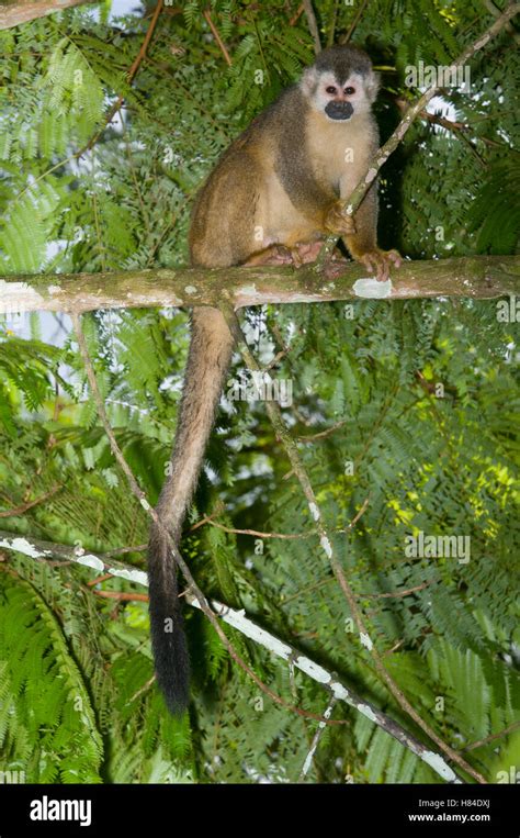 Black Crowned Central American Squirrel Monkey Saimiri Oerstedii