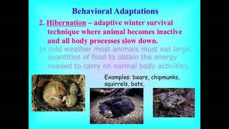 What Is Adaptive Behaviour In Animals Best 7 Answer