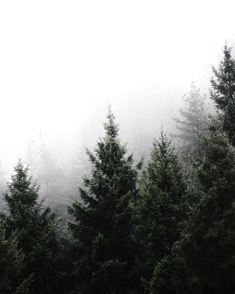 Best 100 Pine Trees Pictures Download Free Images On