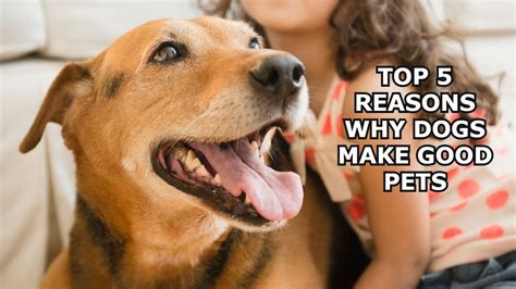 Top 5 Reasons Why Dogs Make Good Pets Youtube