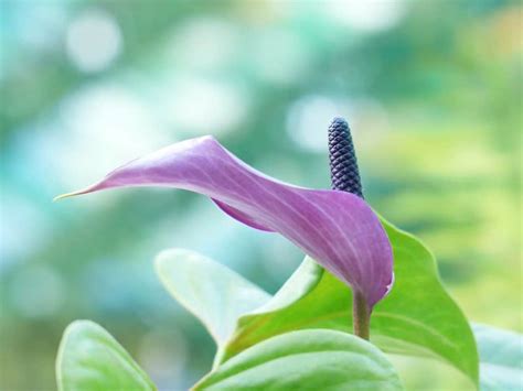 Spathiphyllum Conseils Plantation Et Soins De La Fleur De Lune