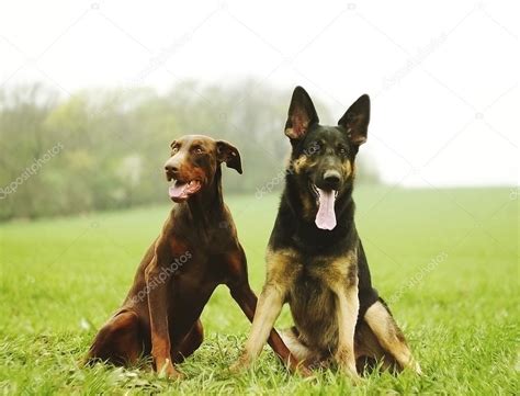 Doberman And German Shepherd Together