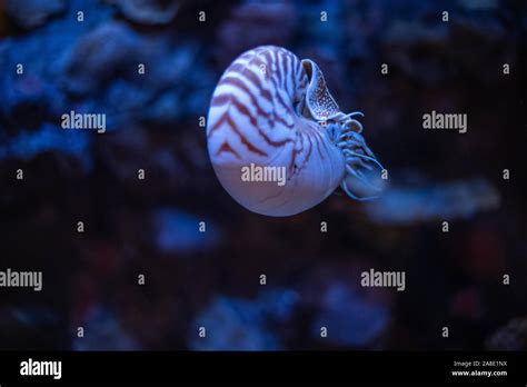 Nautilus Swimming In An Aquarium Stock Photo Alamy