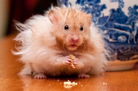 1920x1080 Resolution Brown Hamster On Brown Wooden Table Hd Wallpaper