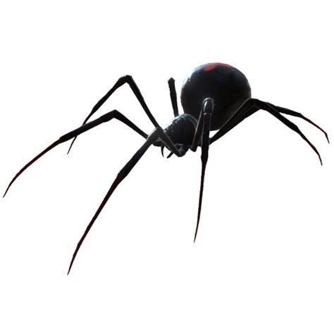 Black Widow Spider Content Classconnect