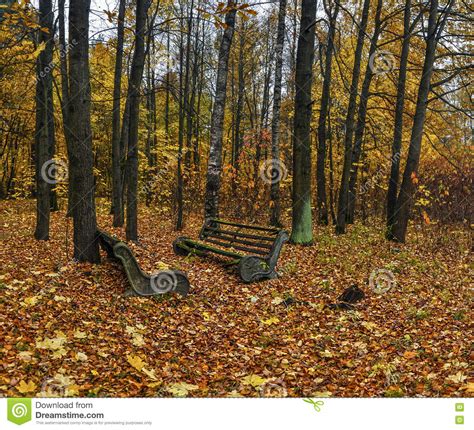 Running Autumn Park Stock Image Image Of Yellow Mist 81296225