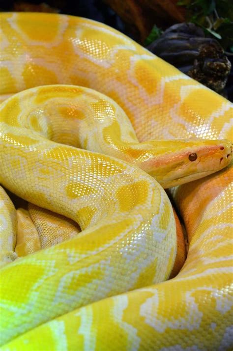Albino Burmese Python Stock Image Image Of Serpent Coiled 28451753