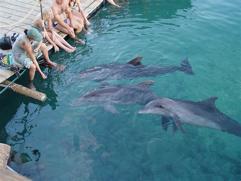 Dolphin Reef Eilat Eilat Israel Flickr Photo Sharing