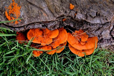 Orange Mushroom Growth On Wood Pycnoporus Cinnabarinus Also Kn Stock