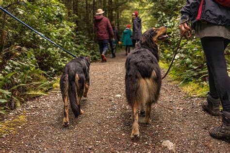 Browse Free Hd Images Of Two Dogs Loving Life As They Hike Through Woods