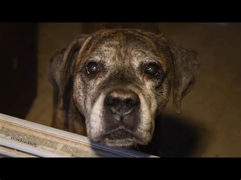 Animal Rescue Team helps thousands 