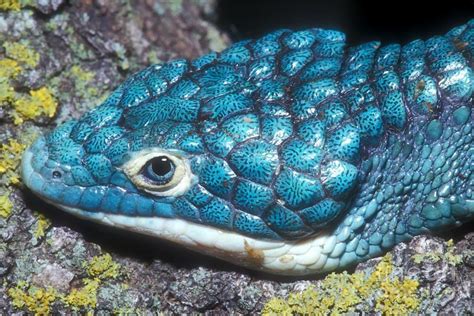 60+ jenis hewan langka di indonesia dari berbagai daerah. Así es el "dragoncito azul" la especie mexicana en peligro ...