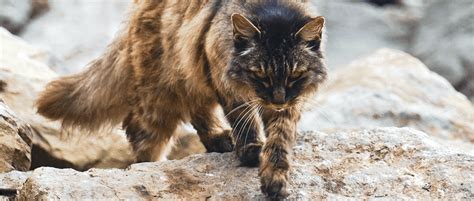 Hawaii Updates Rules To Address Feral Cats In Boat Harbors The