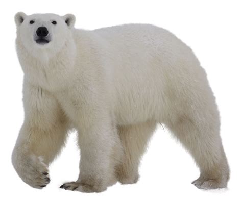 Polar Bear Png Images Free Download