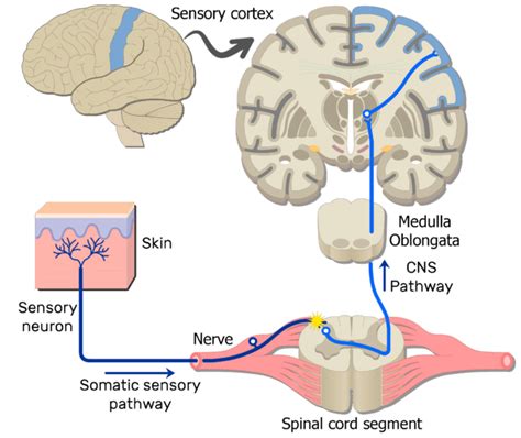 Examples Of Somatic Nervous System Pathways Getbodysmart