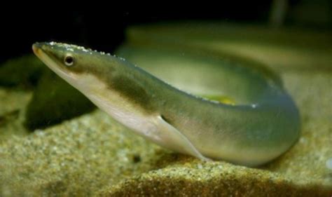 Endangered Eels Found Using Edna Asian Scientist Magazine