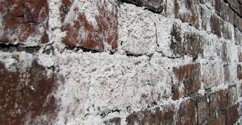 The vinegar reacts with the lime leaching out of the bricks (which is causing the efflorescence) to form a different salt of calcium. Ask Wet & Forget Brick Efflorescence: What it is and How ...