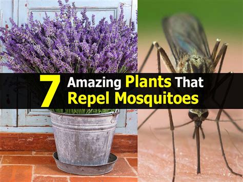 Plants That Repel Gnats Outside - plants that repel gnats outdoors