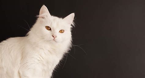 Turkish Angora Cat Our Complete Breed Guide