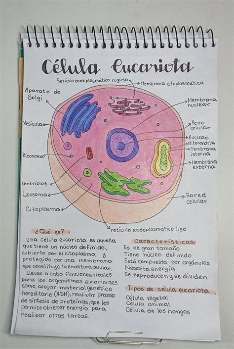 Célula Eucariota Apuntes Celula eucariota Dibujos de celulas Notas organización escolar
