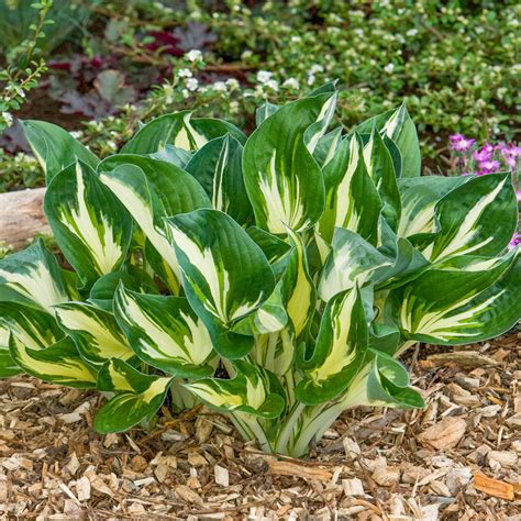 Sting Hosta Save On Shade Perennials Shop At Brecks