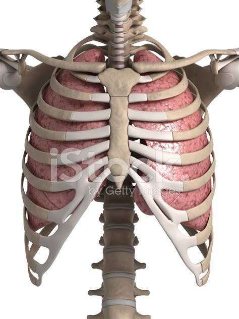 Rib Cage With Lungs Position Of Lungs In Rib Cage Stock Illustration