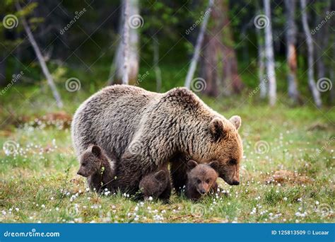Mother Bear And Her Three Little Puppies Stock Image Image Of